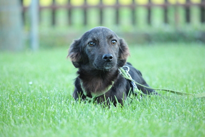 Sandy, Mischling Welpen - Hündin