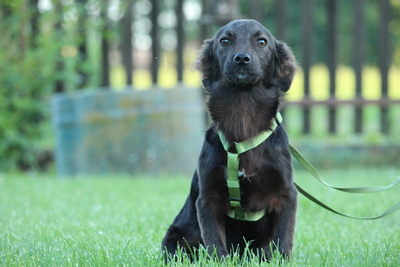 Sandy, Mischling Welpen - Hündin