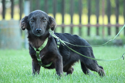 Sandy, Mischling Welpen - Hündin