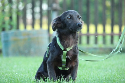 Sandy, Mischling Welpen - Hündin