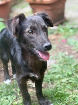 Sandy, Mischling Welpen - Hündin
