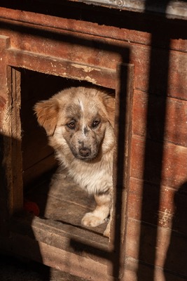 Sanfte Karla möchte endlich ankommen, Mischling - Hündin