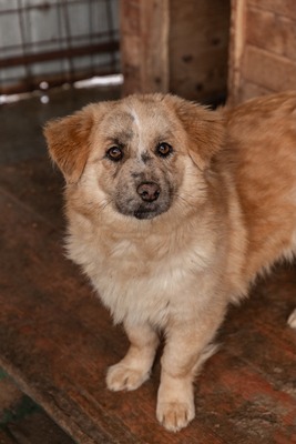 Sanfte Karla möchte endlich ankommen, Mischling - Hündin