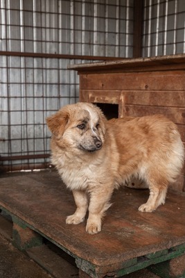 Sanfte Karla möchte endlich ankommen, Mischling - Hündin