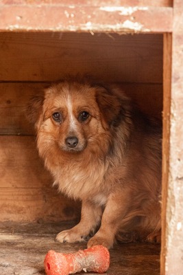 Sanfte Karla möchte endlich ankommen, Mischling - Hündin