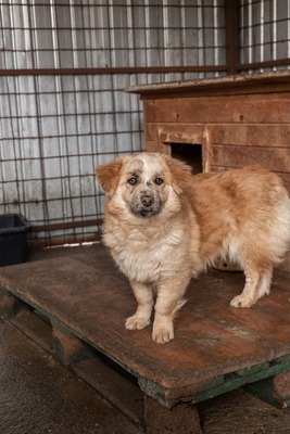 Sanfte Karla möchte endlich ankommen, Mischling - Hündin