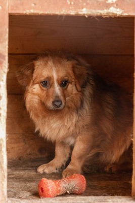 Sanfte Karla möchte endlich ankommen, Mischling - Hündin