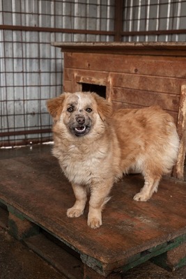 Sanfte Karla möchte endlich ankommen, Mischling - Hündin