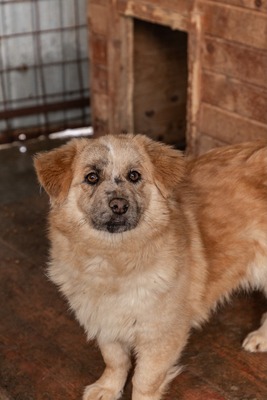 Sanfte Karla möchte endlich ankommen, Mischling - Hündin