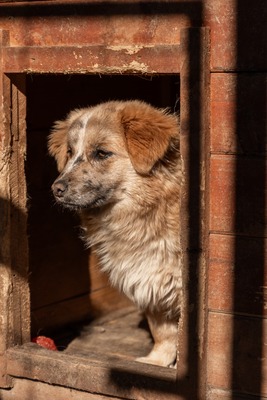 Sanfte Karla möchte endlich ankommen, Mischling - Hündin