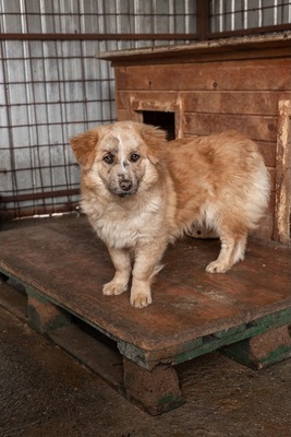 Sanfte Karla möchte endlich ankommen, Mischling - Hündin