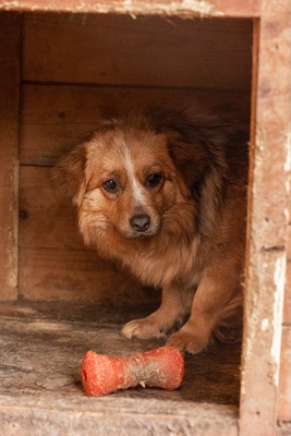 Sanfte Karla möchte endlich ankommen, Mischling - Hündin