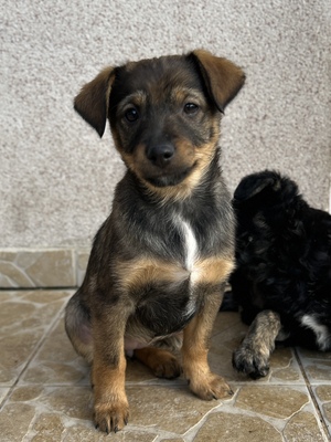 Sani möchte gerne Dein Herz erobern