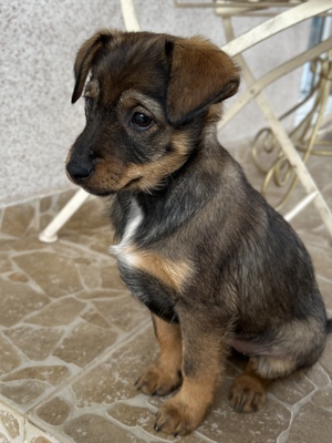 Sani möchte gerne Dein Herz erobern, Mischling Welpen - Hündin