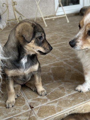 Sani möchte gerne Dein Herz erobern, Mischling Welpen - Hündin