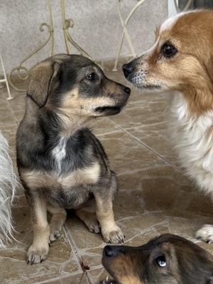 Sani möchte gerne Dein Herz erobern, Mischling Welpen - Hündin