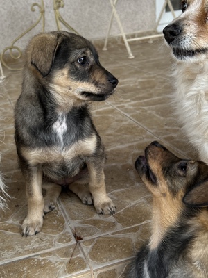 Sani möchte gerne Dein Herz erobern, Mischling Welpen - Hündin