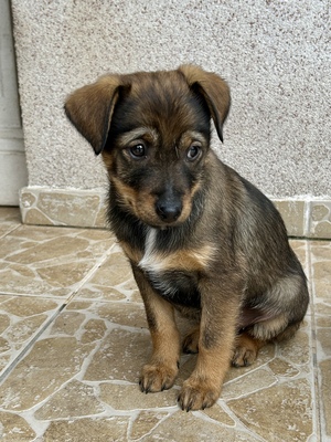Sani möchte gerne Dein Herz erobern, Mischling Welpen - Hündin