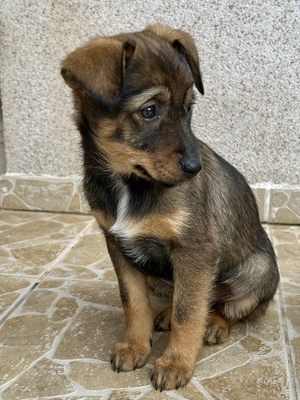 Sani möchte gerne Dein Herz erobern, Mischling Welpen - Hündin