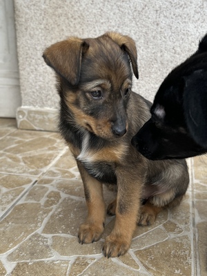 Sani möchte gerne Dein Herz erobern, Mischling Welpen - Hündin