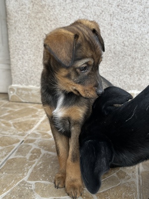 Sani möchte gerne Dein Herz erobern, Mischling Welpen - Hündin