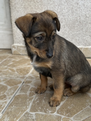 Sani möchte gerne Dein Herz erobern, Mischling Welpen - Hündin