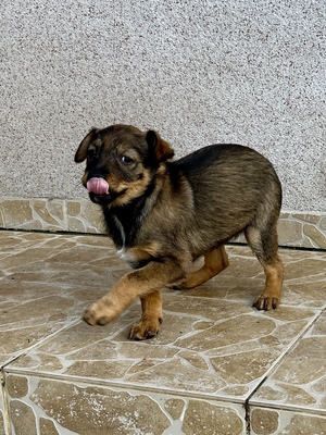 Sani möchte gerne Dein Herz erobern, Mischling Welpen - Hündin