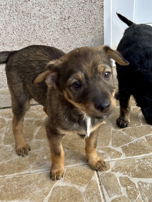 Sani möchte gerne Dein Herz erobern, Mischling Welpen - Hündin