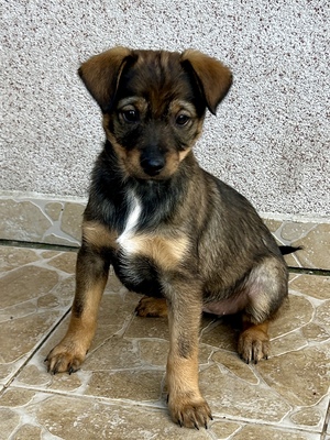 Sani möchte gerne Dein Herz erobern, Mischling Welpen - Hündin