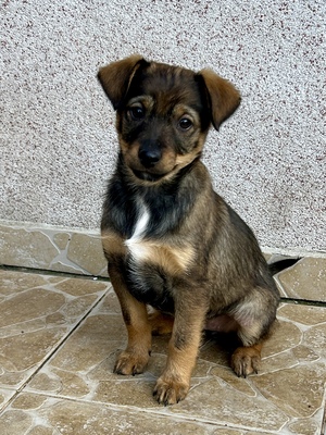 Sani möchte gerne Dein Herz erobern, Mischling Welpen - Hündin