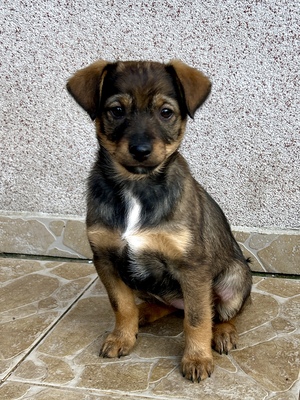 Sani möchte gerne Dein Herz erobern, Mischling Welpen - Hündin