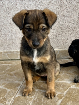 Sani möchte gerne Dein Herz erobern, Mischling Welpen - Hündin