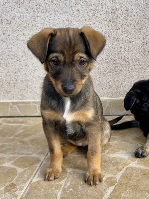 Sani möchte gerne Dein Herz erobern, Mischling Welpen - Hündin