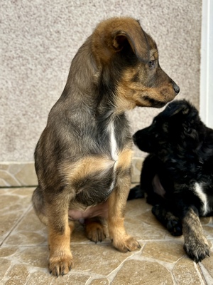Sani möchte gerne Dein Herz erobern, Mischling Welpen - Hündin
