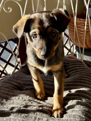 Sani möchte gerne Dein Herz erobern, Mischling Welpen - Hündin