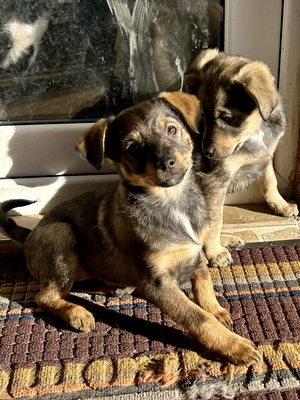 Sani möchte gerne Dein Herz erobern, Mischling Welpen - Hündin