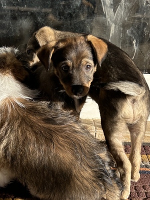 Sani möchte gerne Dein Herz erobern, Mischling Welpen - Hündin