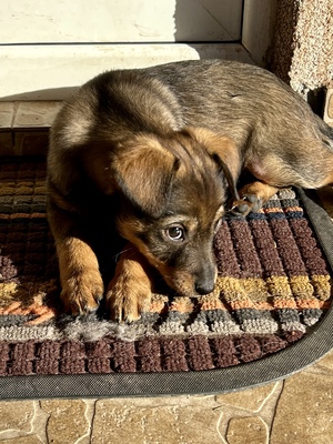 Sani möchte gerne Dein Herz erobern, Mischling Welpen - Hündin