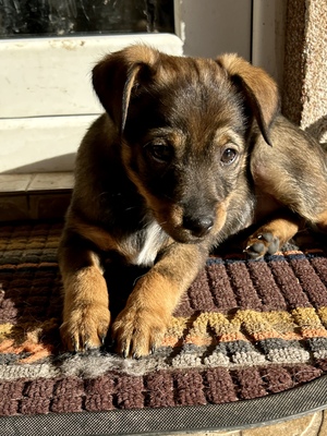 Sani möchte gerne Dein Herz erobern, Mischling Welpen - Hündin