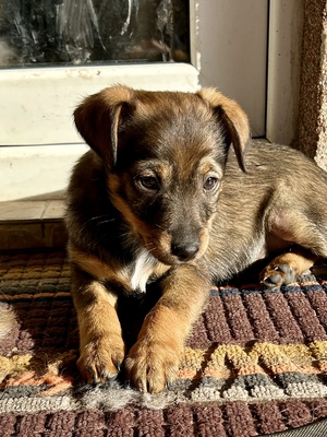 Sani möchte gerne Dein Herz erobern, Mischling Welpen - Hündin