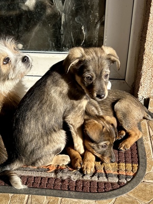 Sani möchte gerne Dein Herz erobern, Mischling Welpen - Hündin