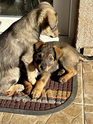 Sani möchte gerne Dein Herz erobern, Mischling Welpen - Hündin