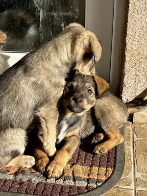 Sani möchte gerne Dein Herz erobern, Mischling Welpen - Hündin