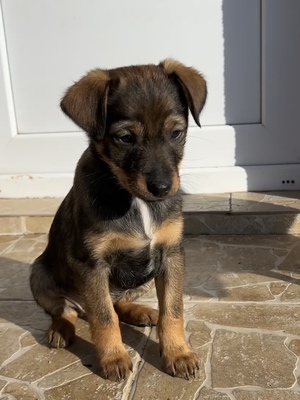 Sani möchte gerne Dein Herz erobern, Mischling Welpen - Hündin
