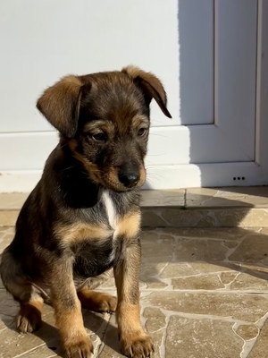 Sani möchte gerne Dein Herz erobern, Mischling Welpen - Hündin