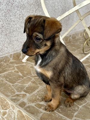 Sani möchte gerne Dein Herz erobern, Mischling Welpen - Hündin