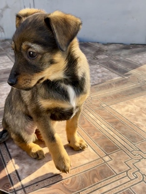 Sani möchte gerne Dein Herz erobern, Mischling Welpen - Hündin