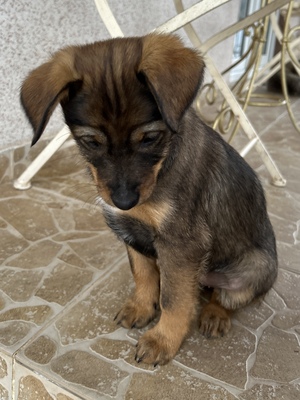 Sani möchte gerne Dein Herz erobern, Mischling Welpen - Hündin