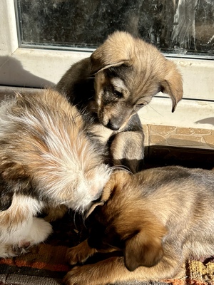 Sani möchte gerne Dein Herz erobern, Mischling Welpen - Hündin