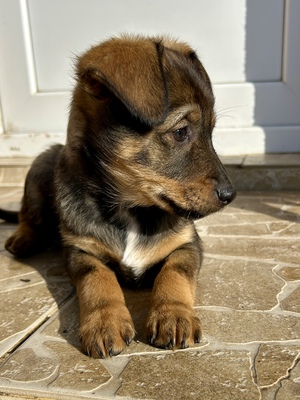 Sani möchte gerne Dein Herz erobern, Mischling Welpen - Hündin